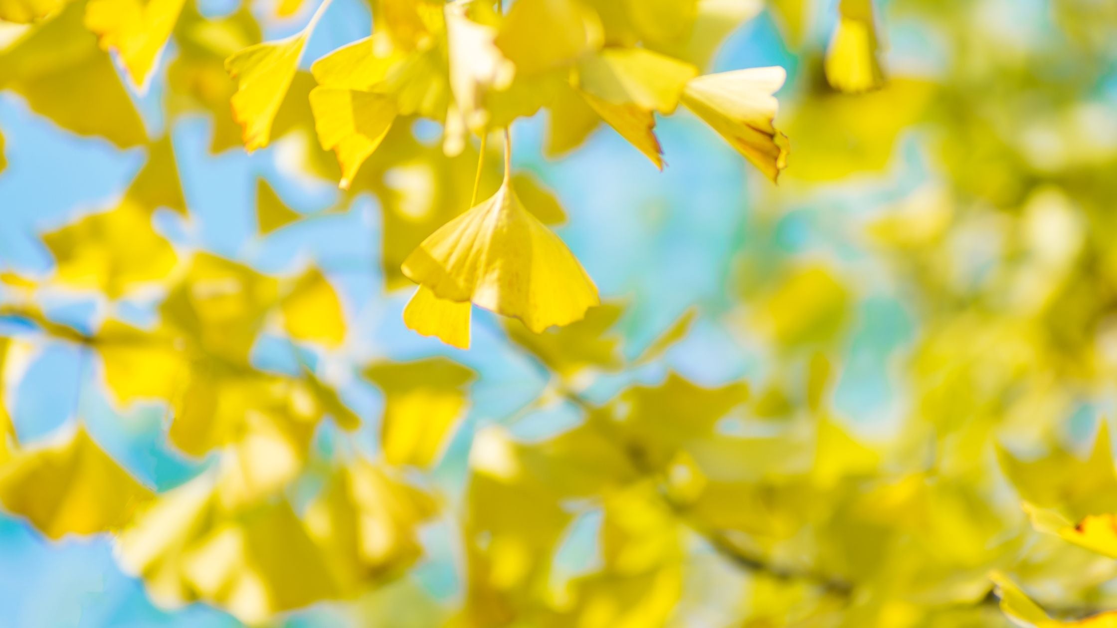 Ginkgo Biloba para qué sirve: el árbol más antiguo del mundo y sus beneficios reales para la piel, el cerebro y la circulación