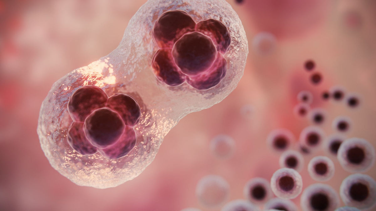 Glándulas sebáceas: qué son, por qué producen poros y acné, qué las activa o las frena y los activos de skincare que regulan el sebo de forma efectiva