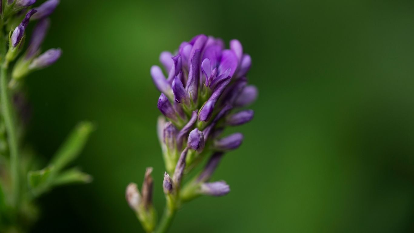Bakuchiol: el retinol vegetal que transforma la piel sin irritación y funciona para todo tipo de piel
